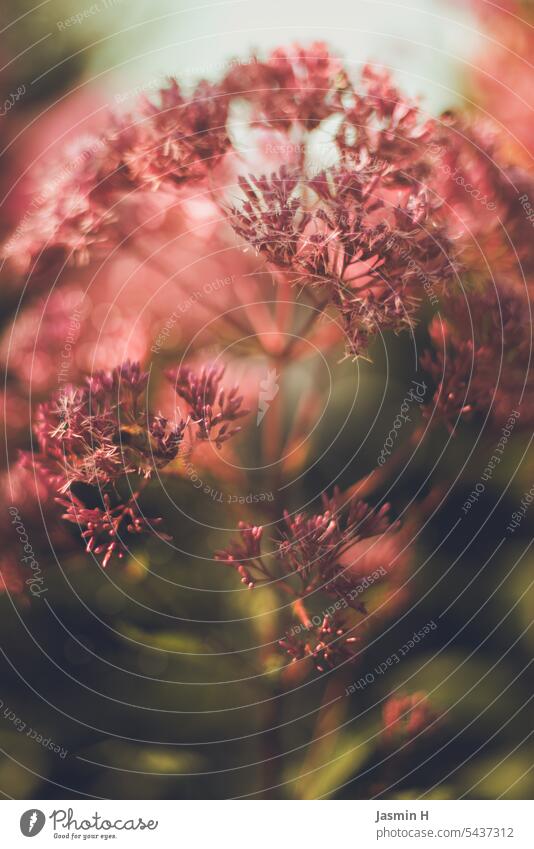 Dark red-purple-pink flower of the great water astragalus Waterdrop Blossom Magenta dark red Flower Plant Nature Pink Colour photo Summer Close-up Garden