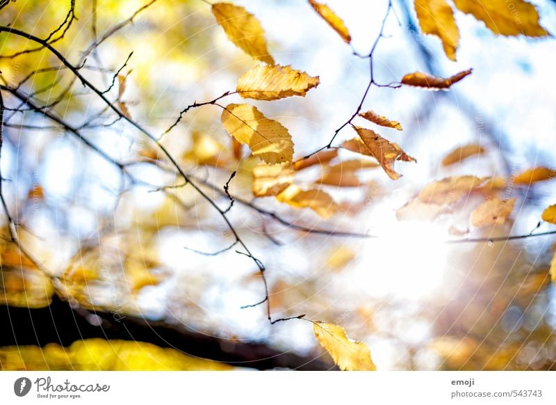 Autumn (t) Environment Nature Plant Sun Beautiful weather Tree Leaf Natural Yellow Colour photo Exterior shot Deserted Day Light Sunlight Sunbeam