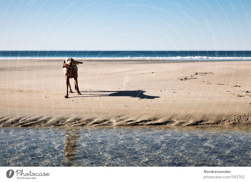 My Island Hunting Adventure Far-off places Freedom Summer Sun Beach Ocean Waves Landscape Elements Sand Water Cloudless sky Animal Dog Playing Friendliness