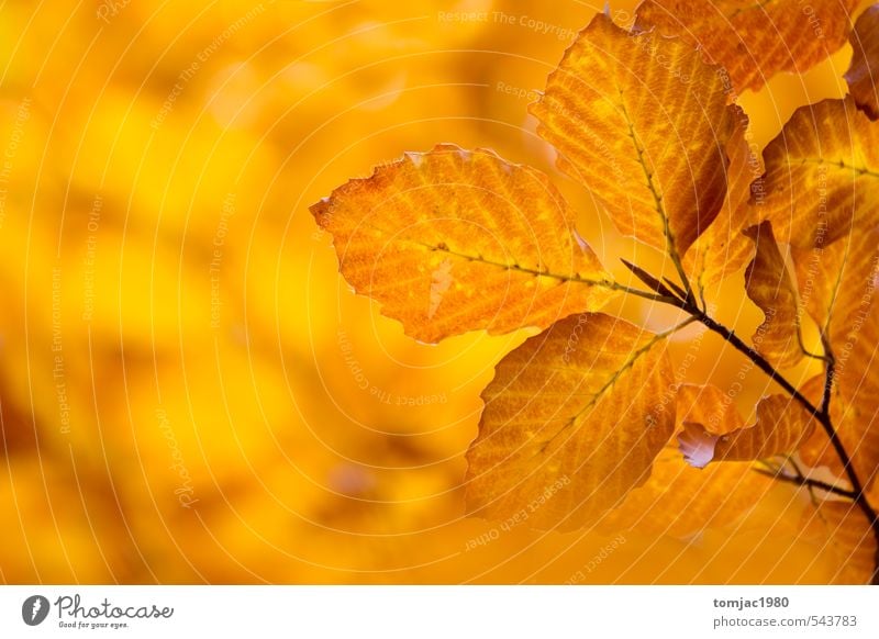 Leaf leaves, autumn Design Nature Plant Autumn Tree Forest Old Natural Gloomy Dry Brown Multicoloured Yellow Orange Background picture November Vintage