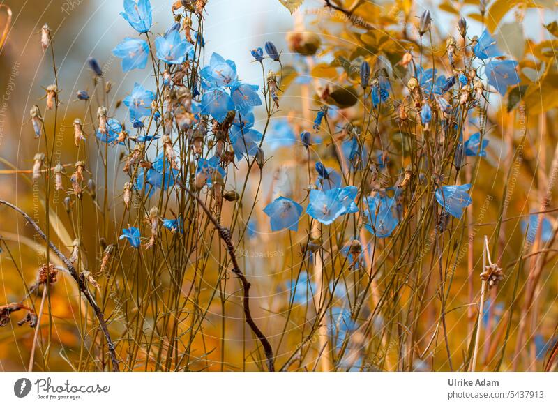 Wild bluebells in Norway mountain plants Rock Blue Summer flora flowers Campanula Blossom Bluebell Flower Plant Blossoming Nature Exterior shot pretty Detail