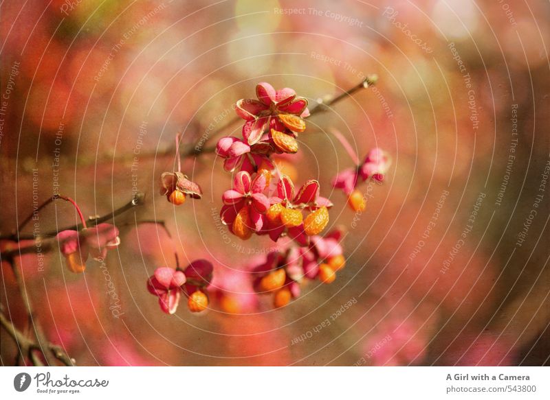 parson's hat Environment Nature Plant Autumn Beautiful weather Bushes Common spindle Garden Illuminate Multicoloured Orange Pink Blossoming Middle Colour photo