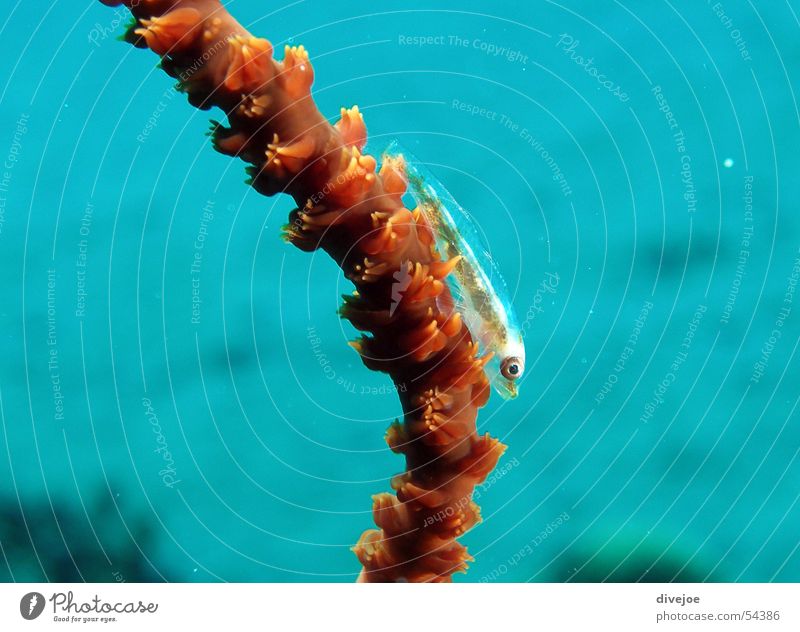 Coral goby macro Dive Turquoise Ocean Underwater photo Air bubble Clown goby diving blue hole Egypt down there sharm el sheikh Blue red sea egypt bubbles corals