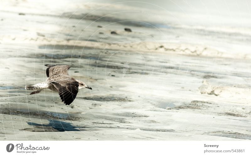 Low-flying ahoy! Nature Plant Sand Summer Coast Beach North Sea Island Norderney Animal Wild animal Bird Wing seagull 1 Bravery Power Esthetic Colour photo