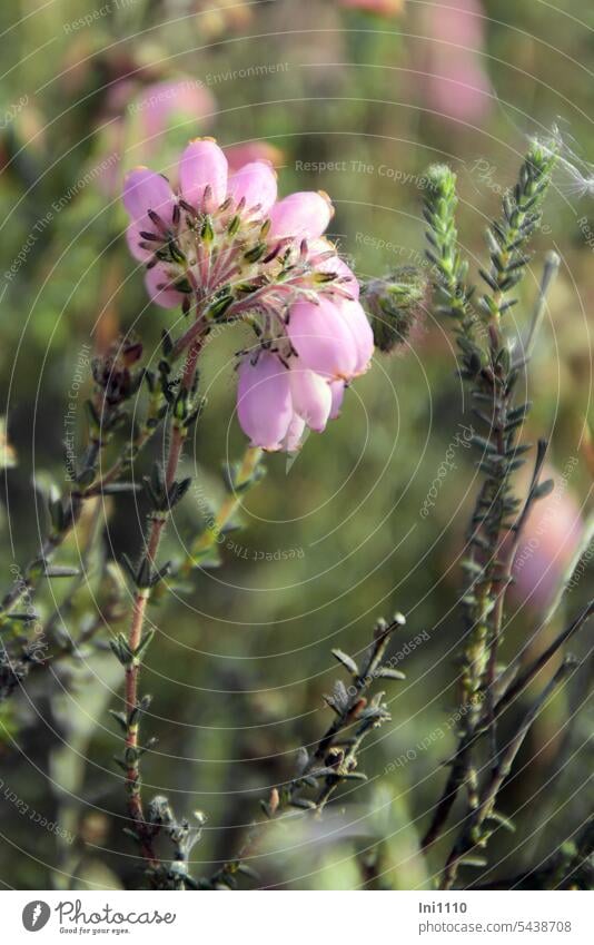 Bell heath in Neustadt moor late summer Bog Plant bell heath Blossom Pink Erica tetralix Bog Bell Heath native heather hardy perennial