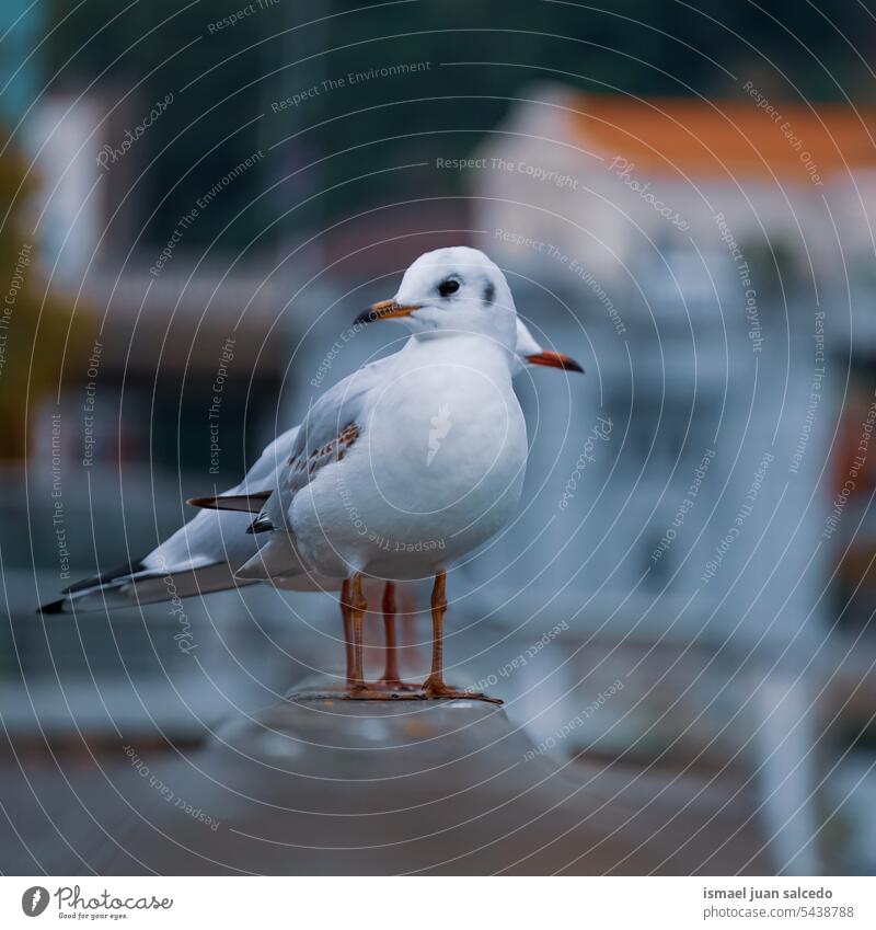 white seagull in the city bird animal animal themes feathers beak wings perching seaport harbor outdoors nature wild animal in the wild wildlife animal wildlife