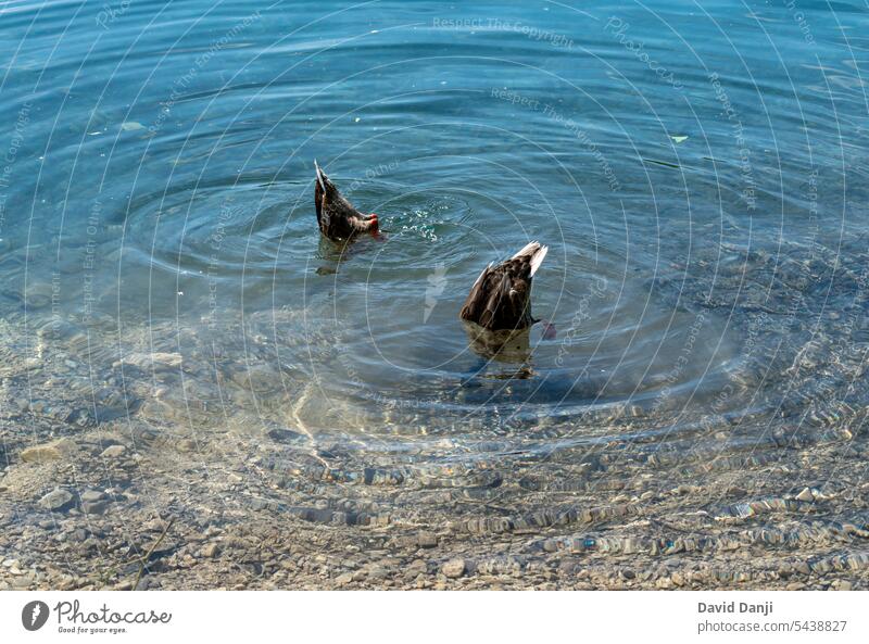 Plitvice Lakes National Park is one of the oldest and largest national parks in Croatia. This photo is taken in July, 2023. animal animals background beautiful