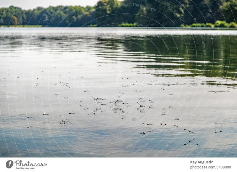 Dragonfly love wheel on the pond Habitats Cologne Dragonflies dancing Lake Landscape Surface of water Idyll Nature Water reflection Environment Exterior shot