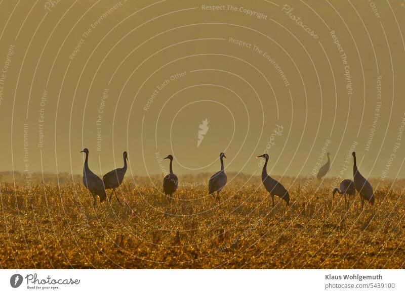 Autumn is coming. Cranes foraging on a harvested field. Morning fog glows in the sunlight. Altvogel Young bird Foraging acre Stubble field Back-light