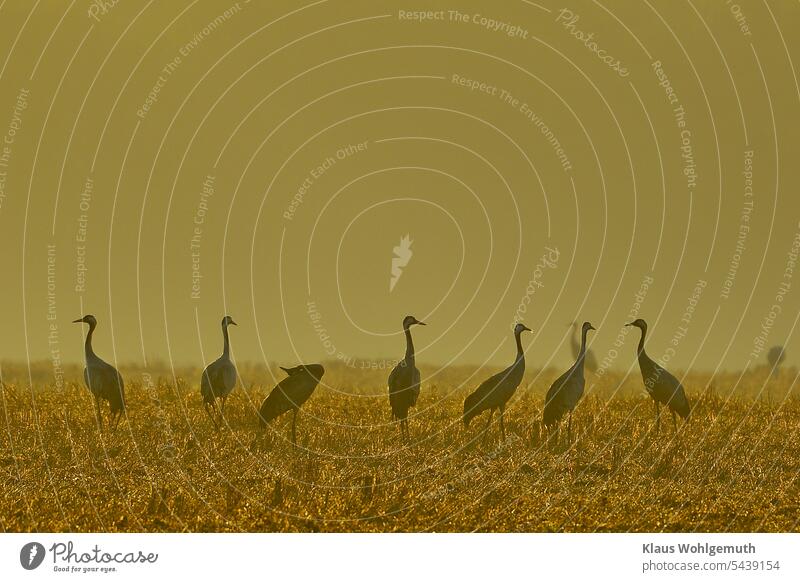 Cranes, old and young birds rest on a harvested grain field and look for food. The morning sun lights up the haze in the air. Haze steamy Old birds fledglings