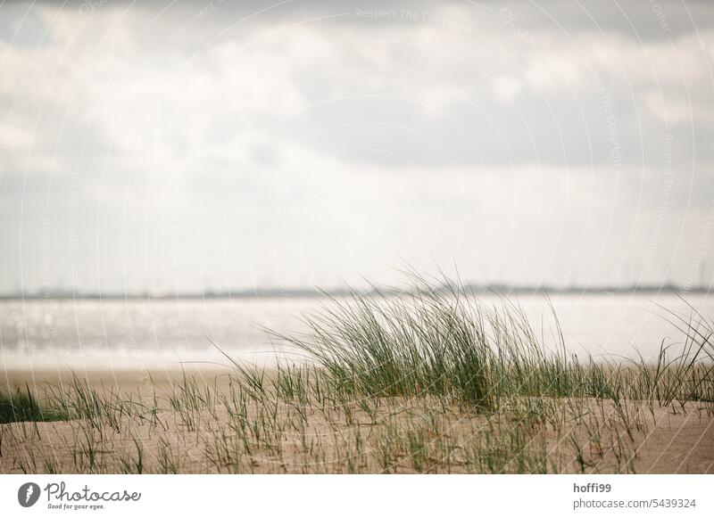 Beach grass in glistening sunlight marram grass Grass duene Summer Plant coast Nature Landscape Marram grass North Sea North Sea coast dunes Clouds