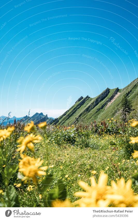 Mountain range with flowers in the foreground and blue sky hike Switzerland Alps mountains Panorama (View) Nature Landscape Vantage point Tourism Walking Hiking