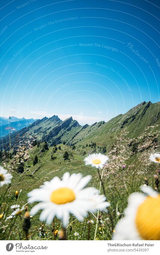 Mountain range with white flowers in the foreground and blue sky hike Switzerland Alps mountains Panorama (View) Nature Landscape Vantage point Tourism Walking