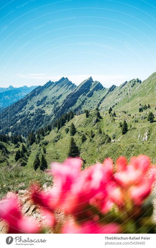 Mountain range with red flowers in the foreground and blue sky hike Switzerland Alps mountains Panorama (View) Nature Landscape Vantage point Tourism Walking