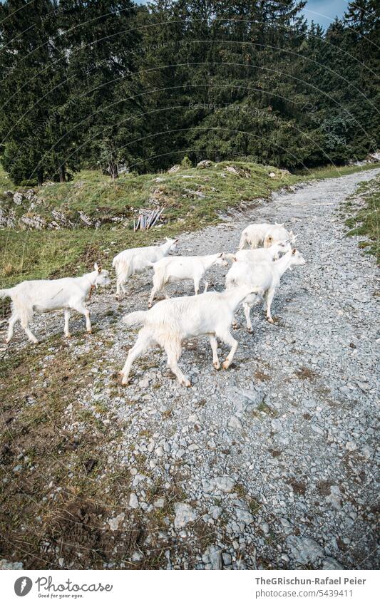 White goats run across hiking trail Goats appenzellerland Colour photo Mountain Tourism Landscape Animal Farm animal Herd Willow tree graze