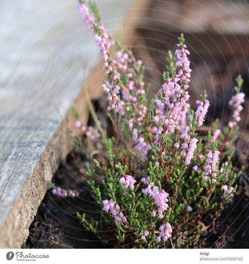 flowering broom heather on the edge of wooden walkway Heathland broom heathen heather blossom Summer Erika wax Wood Blossoming Close-up Bog Neustadt bog Nature