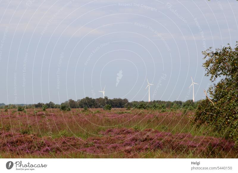 Heathland with 3 wind turbines in the background heather heather blossom heath landscape Bog moorland Tree shrub Pinwheel Wind energy plant Energy