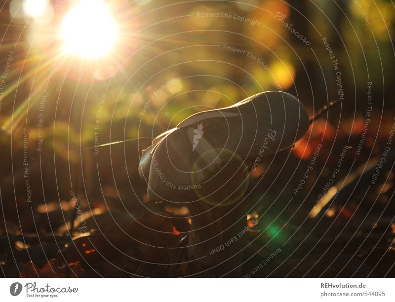 mushroom Environment Nature Plant Sunrise Sunset Sunlight Forest Natural Moody Sustainability Mushroom Colour photo Subdued colour Day Sunbeam Back-light