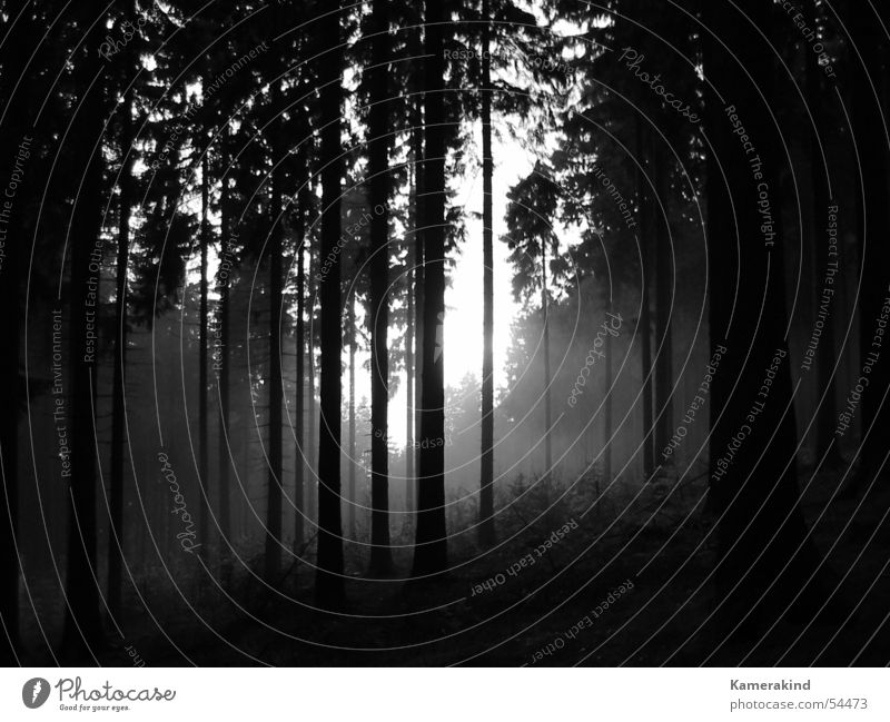 grey forest Forest Black Gray Cold Clearing Fog Mystic Mount Kindelsberg Siegerland Sauerland Wood flour Rothaargebirge Black & white photo left over Sadness