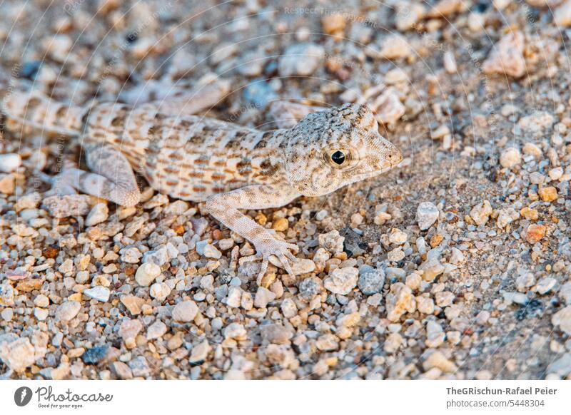 Lizard in the sand - close-up Saurians Eyes Sand stones Gravel Reptiles Animal Nature Close-up Flake 1 Wild animal Animal face nimble Colour photo