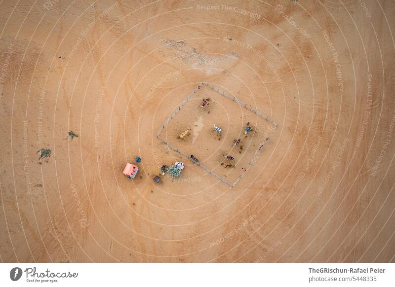 Camel herd fenced in from above in the morning Sand Exterior shot Colour photo Nature Sun Tourism Wahiba Sands Oman Omani desert Landscape Desert