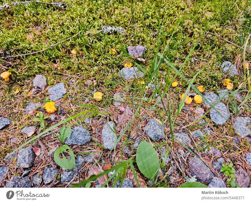 Chanterelle by the wayside. Collecting food in nature. Finding mushrooms while hiking harvest chanterelle pick grow collection yellow forest away edible hobby