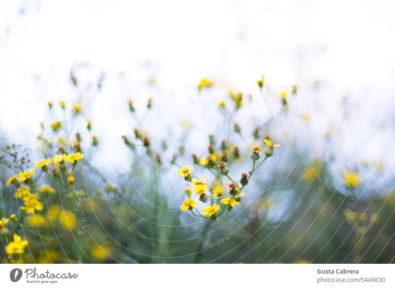 Yellow flowers moved by the wind, Flowers and plants flowers closeup Nature naturally daylight Garden plants petals garden flowers natural light Natural color