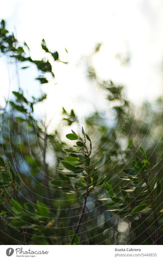 Plants in foreground and background in beautiful blur. plants plants close up plants ecology Close-up Nature Colour photo Exterior shot Garden Wild plant Green