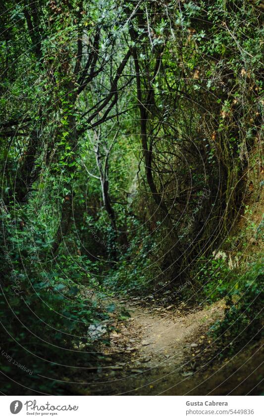 Path in the forest surrounded by plants and trees. path pathway nature landscape park green outdoor natural road environment Forest walk Forest path