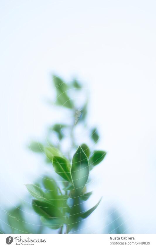 Plant surrounded by a fantasy atmosphere. plants Atmosphere Relaxation relax relaxing Nature naturally daylight natural light Natural color wild plants Ambience