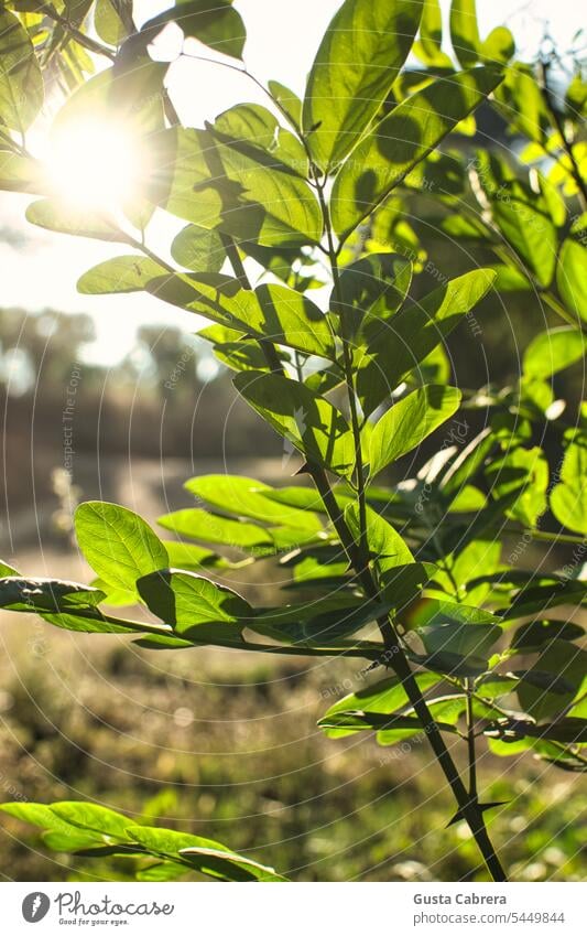 Sunlight passing through the leaves of plants. sunlight rays Sunlight Sun sun rays Nature Light Exterior shot Landscape nature forest plants close up landscape