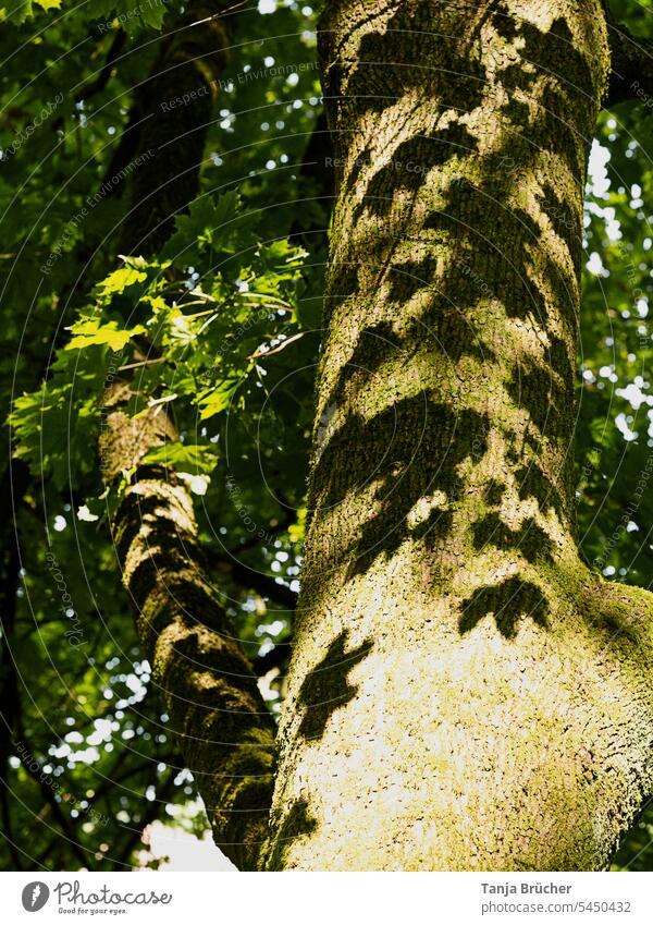 Shadow of leaves on tree trunk in sunlight Tree Tree trunk bark Light and shadow Structures and shapes Contrast Shadow play shadow cast Light and shadow play