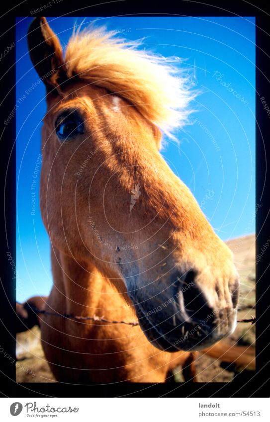 icelandic horse Horse Iceland Farm Animal