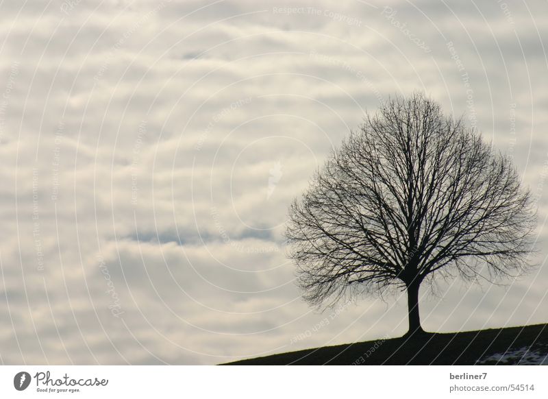 A tree without birds Tree Bird Clouds Gray Slate blue huts Blue Branch Mountain