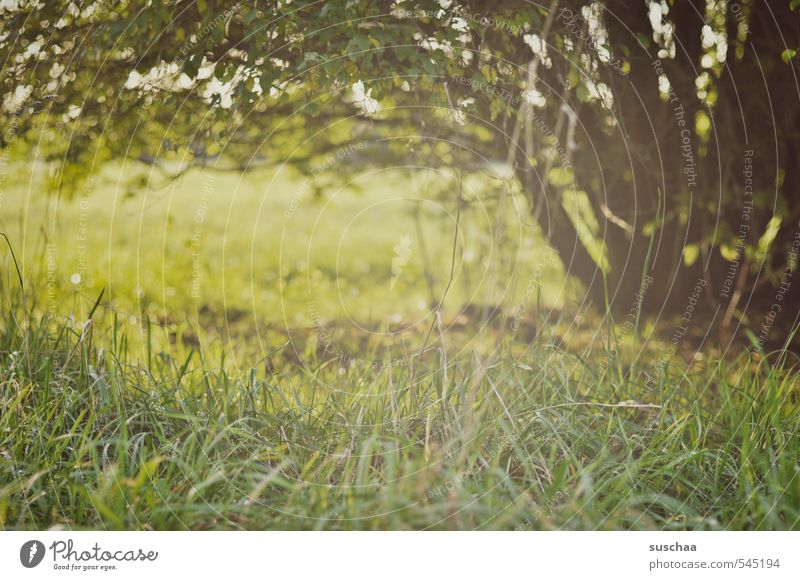 last breeze summer Environment Nature Landscape Plant Summer Autumn Climate Beautiful weather Tree Grass Bushes Meadow Field Green Caution Hope Idyll