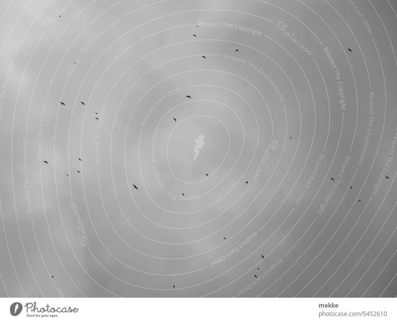 Many swallows make the autumn Swallow Bird Flying Sky Freedom Flight of the birds bird migration Migratory bird Migratory birds Autumn Flock Flock of birds