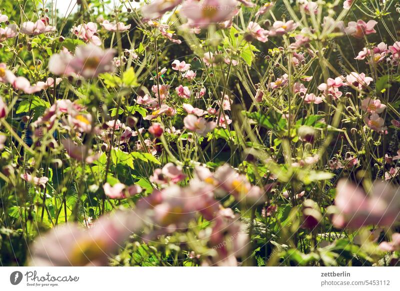 autumn anemones blossom Blossom Relaxation holidays Garden Chinese Anemone allotment Garden allotments Deserted neighbourhood Nature Plant tranquillity