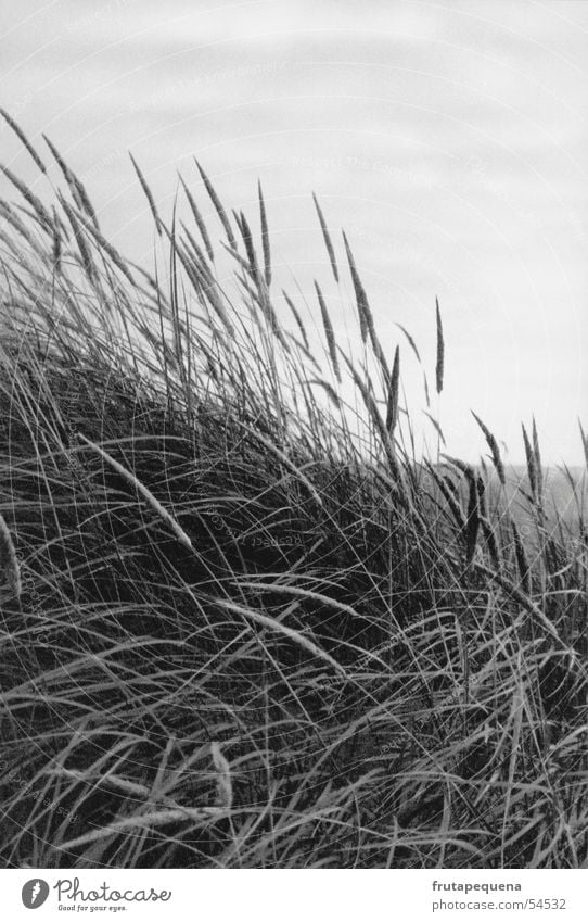 Dunes at sunset Beach Fohr Ocean Grass Vacation & Travel Mud flats Utersum Europe Fresh Exterior shot Portrait format underneath Beach dune beach grass Sky