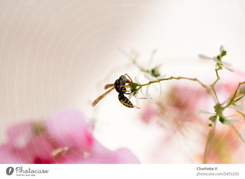 Watercolor with field wasp Wild animal Animal Insect Nature Macro (Extreme close-up) Close-up Colour photo Animal portrait Exterior shot 1 Environment