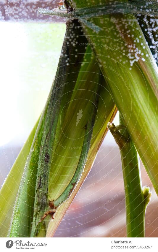 Flower stem still life - detail Flower style Flower styles Water Detail Colour photo Wet blow oxygen Green Fresh in the water dipped Styles Close-up Plant