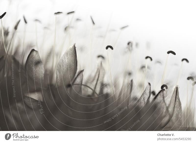 Macro image of the flowers of a steppe candle Foxtail lily petals Plant Flower Blossom Blossoming Black & white photo Pistil Close-up Macro (Extreme close-up)