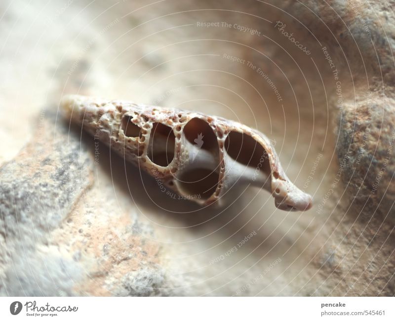 house without guardian Snail shell Stone Sand Ornament Bizarre Design Loneliness Uniqueness Elegant Art Naked Sea snails Ziggurat primal form Vacancy Limestone