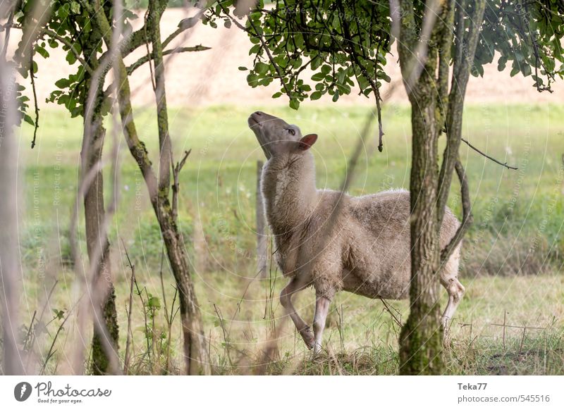 The little hunger Life Summer Environment Nature Landscape Plant Tree Meadow Animal Farm animal 1 Stove & Oven Select Eating Jump Sheep Pasture Colour photo