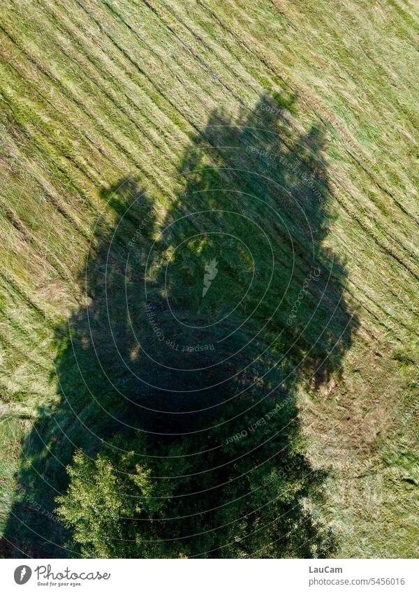 Even small trees cast big shadows Tree Shadow Field Meadow shadow cast grpn Light Shadow play Sunlight Light and shadow Silhouette Contrast Shaft of light