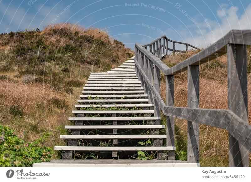 Wooden stairs through the heath heath landscape wooden staircase Heathland hiking trail Nature braderup heath Sylt Island Sylt landscape Landscape Grassland