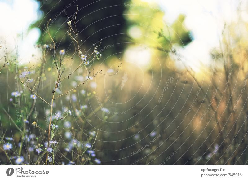 autumn meadow Nature Plant Beautiful weather Grass Garden Meadow Natural Green Exterior shot Copy Space right Day Shallow depth of field