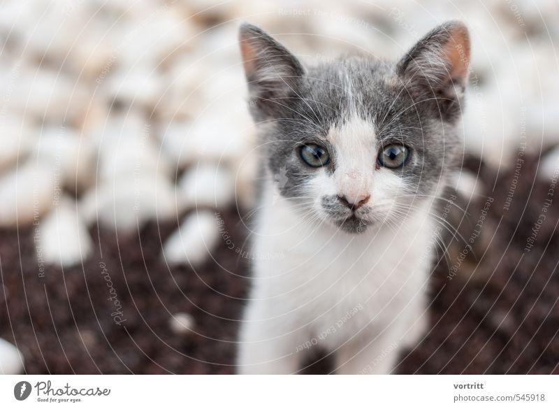 bus bus bus Animal Pet Cat 1 Brown Gray White Cute Beautiful Child Colour photo Subdued colour Exterior shot Copy Space right Blur Animal portrait Looking