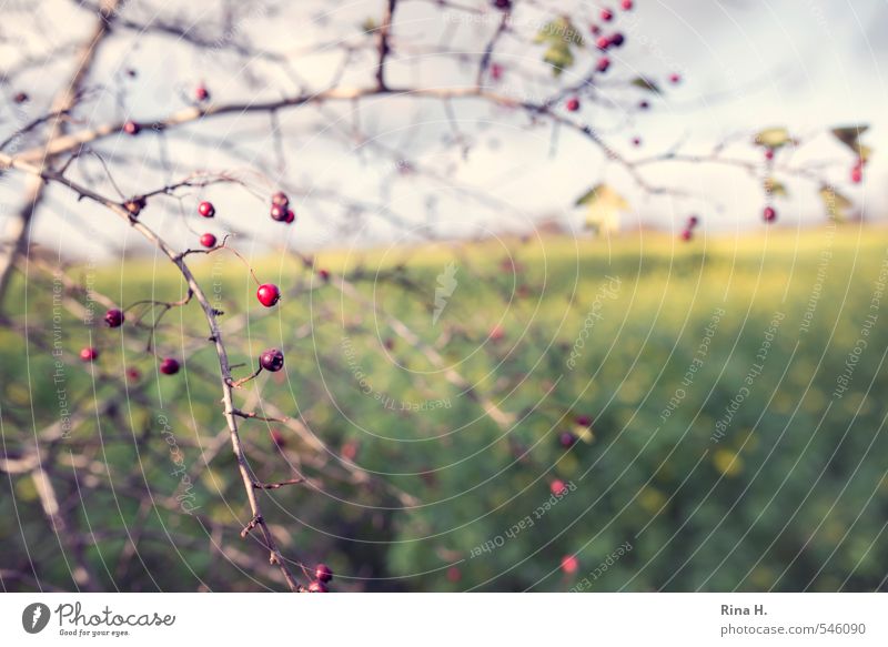 berries Environment Nature Landscape Plant Beautiful weather Field Natural Canola field Seed head Berries Colour photo Exterior shot Deserted