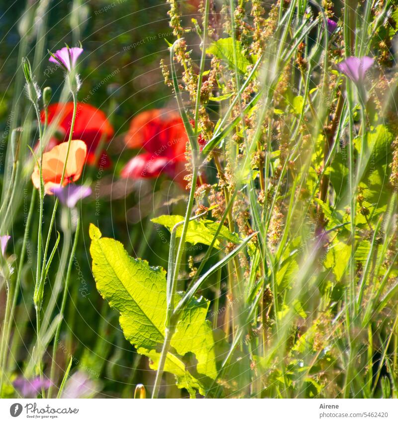 Every day flowers III Flower meadow Meadow Meadow flower Nature Green Blossoming Multicoloured bright red Garden Sunlight variegated Joie de vivre (Vitality)