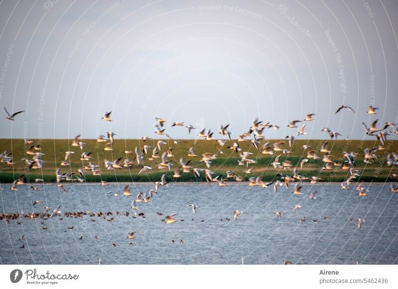 Bird swarming Flock of birds gulls North Sea Bay Nature reserve bird paradise flight Flight of the birds Flying bank reed wetland nature conservation